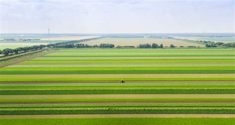 Strip cropping: the development of a robust production system.